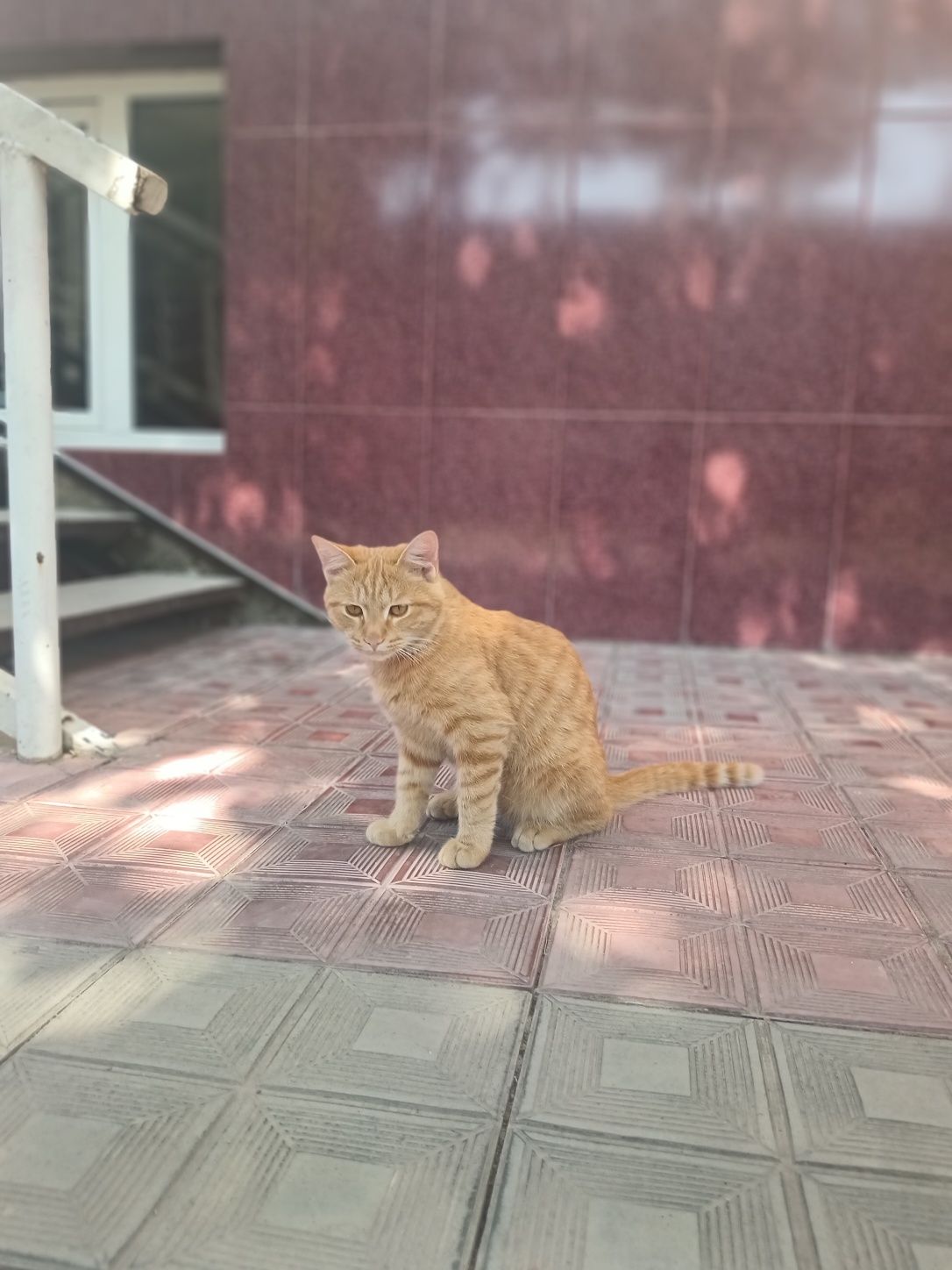 Отдадим кота на добрые руки даром