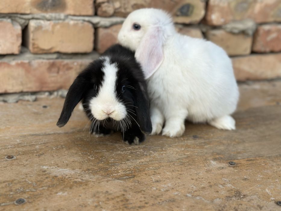 Almaz glazlar sotiladi,tozza qon