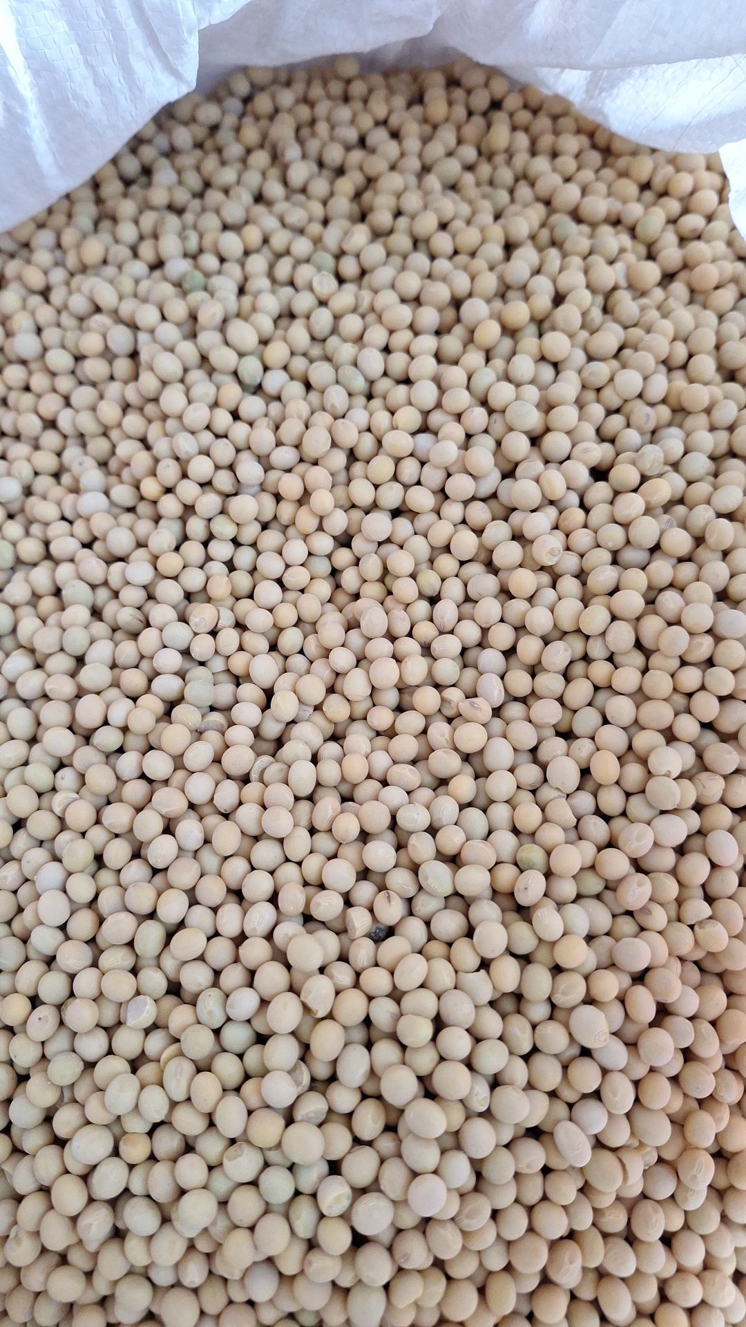 Продам Сою сорт ГМО