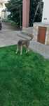 Vând câine lagotto romagnolo dresat pentru căutarea trufelor