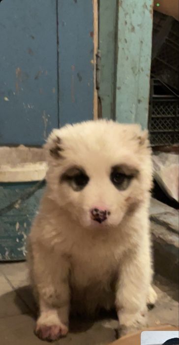 Шенок кушик алабай