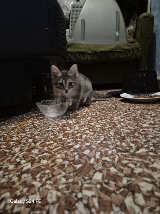 Отдам котят в добрые руки.