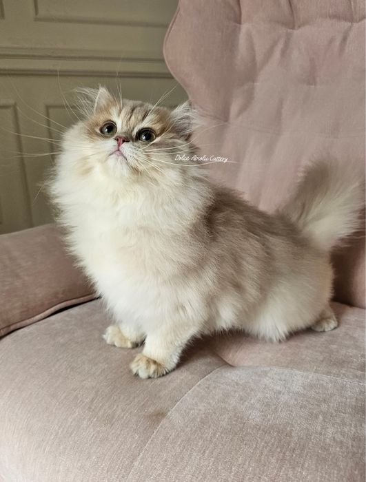 Fetita British Longhair