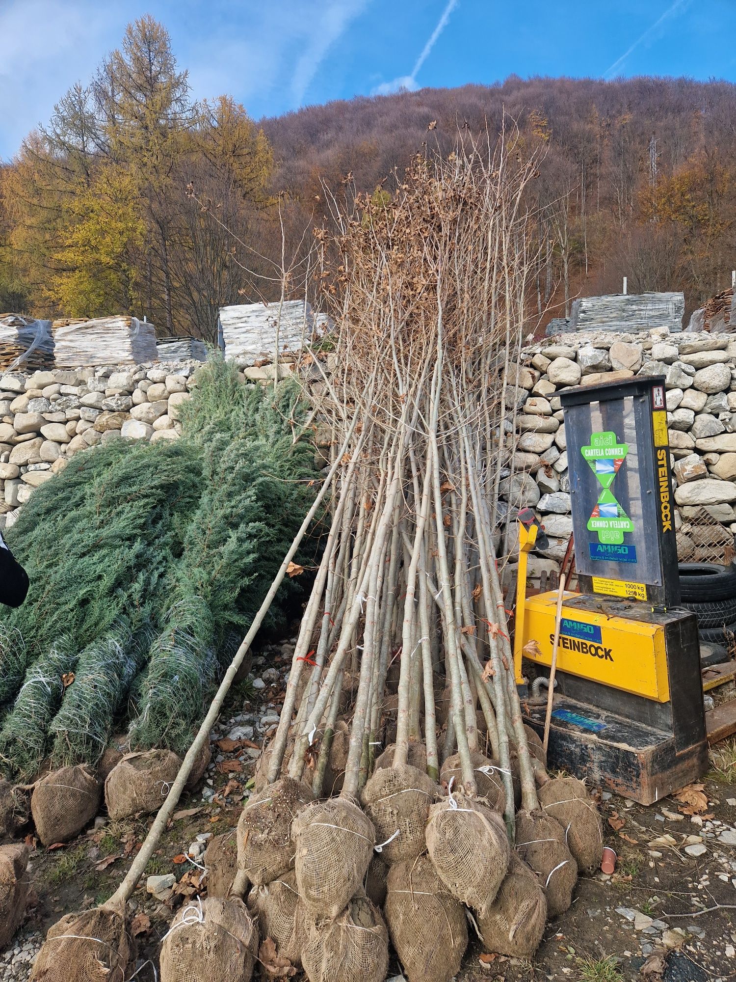 platan   mesteacăn  copaci ornamentali