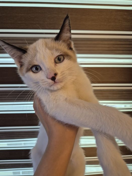 2 yarim oylik ragdol mushukcha sotiladi