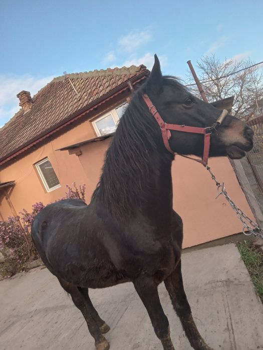 Disponibil animal-cal