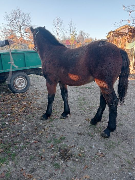 Mânz de 6 luni blând