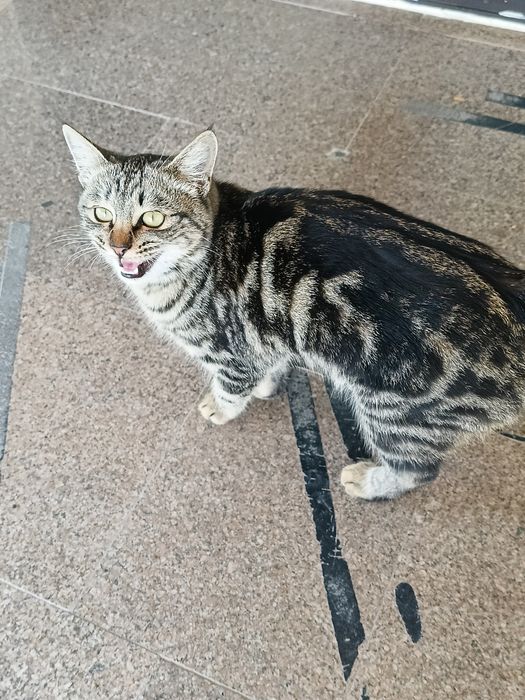 Отдам кошечку в добрые руки девочка