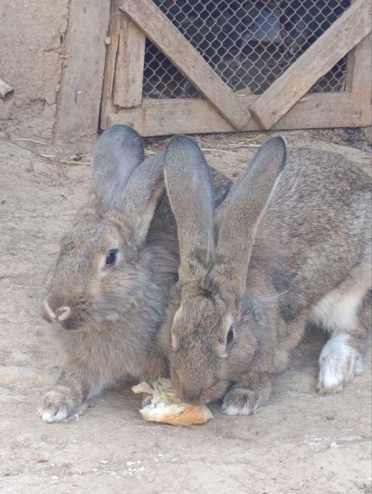 Velikan quyon sotiladi