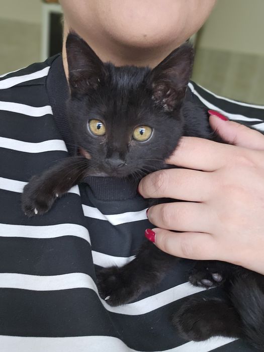 Ласковая малышка котенок Луна ищет свой дом Котята