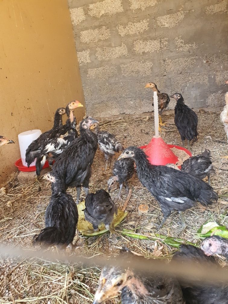 Shamo dakan jujalari 3 ta vashe derskisi bor