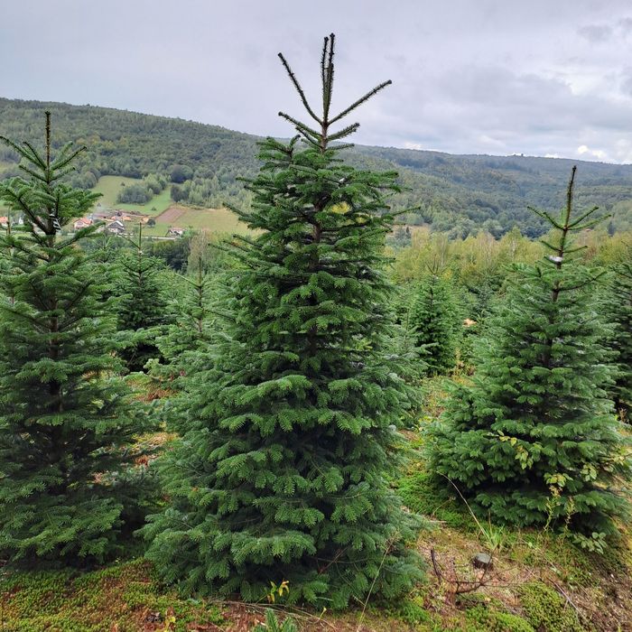 Vand Brazi de Craciun din plantatie propriee