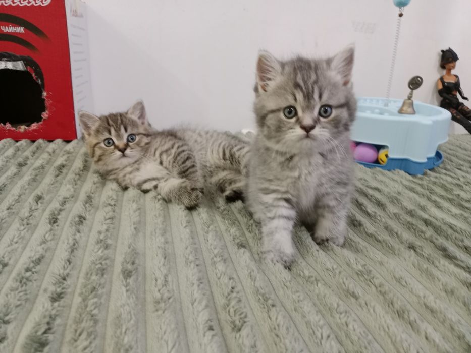 Скоттиш Страйт Табби фолд и Страйт мальчики