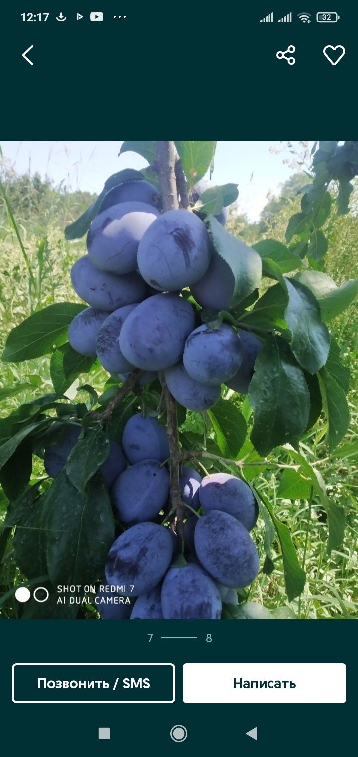 Shaftoli kuchatlari optum narxlarda 12 ta viloyatga dastafkamiz bor