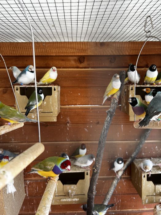 Gulzi gould amandine