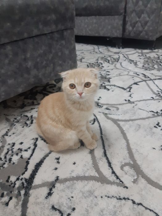 Skottish fold 8oyli sog'lom