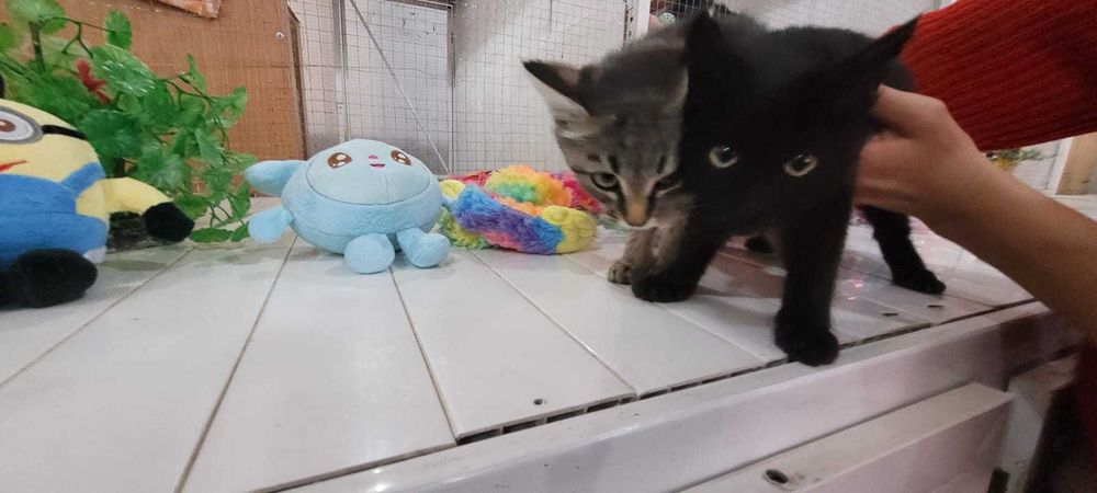 Пристраиваются два котенка