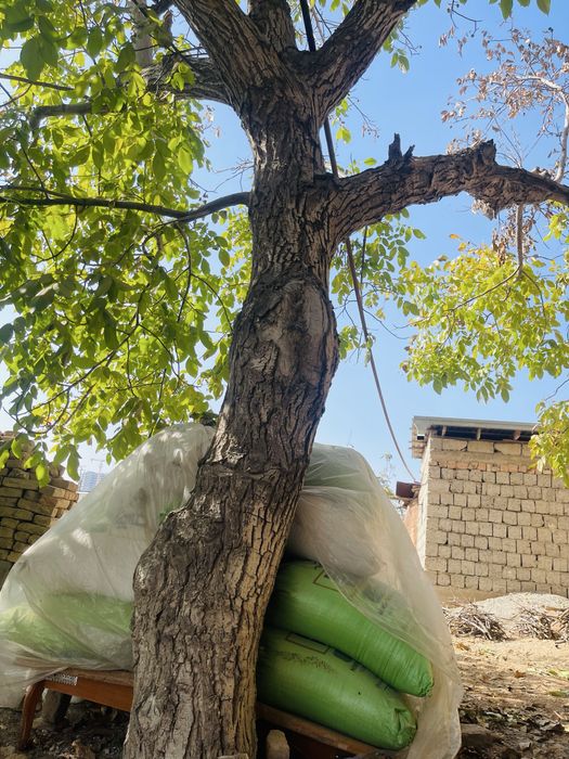 Ёнгок дарахти сотилади