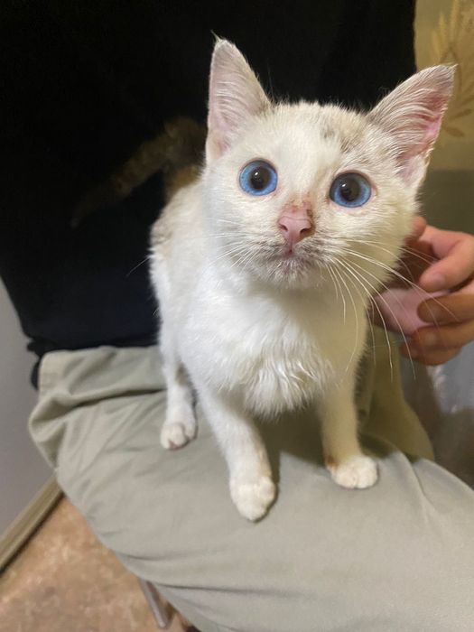 котенок ищет дом