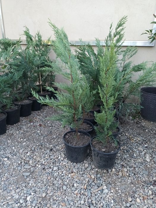 Chiparos leylandii 60 cm la ghiveci/ gard viu vesnic verde/