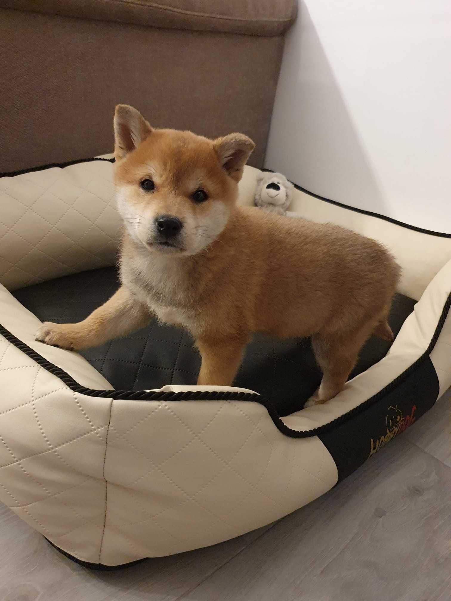 Pui rasa Shiba Inu