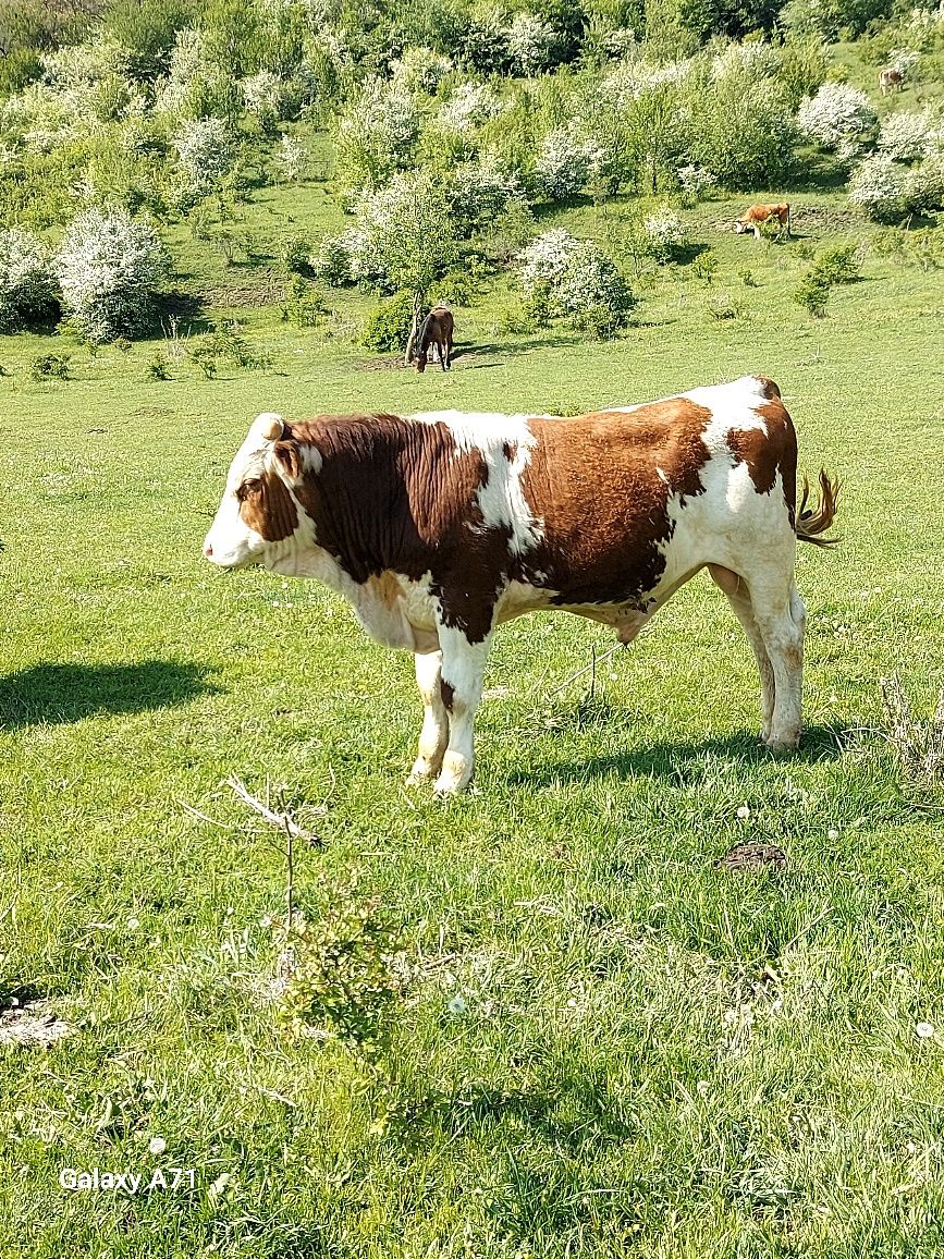 " Vând taur dr 1an jumate băltat românesc mai multe detalii la nr de t