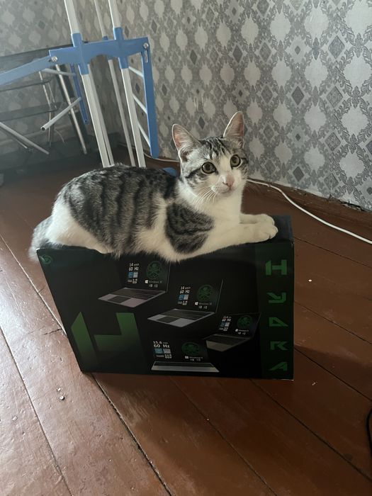 Отдам кота в хорошие добрые руки!