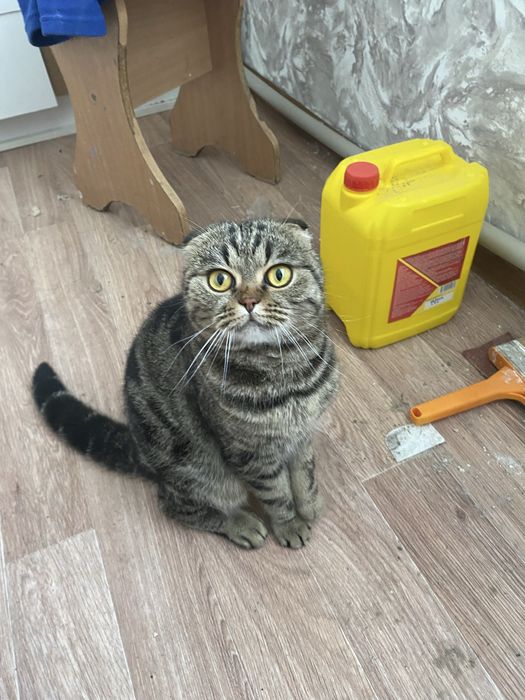 Отдам кошку в хорошие руки