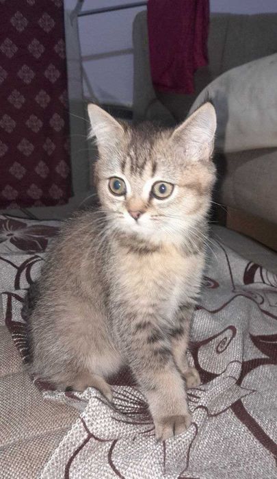 Бритиш британский котенок девочка 2 месяца. Бесплатно в добрые руки