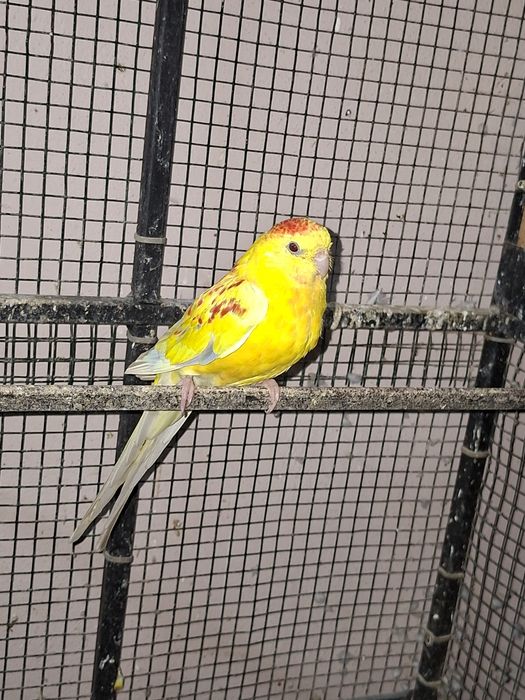 De vânzare papagali cantatori