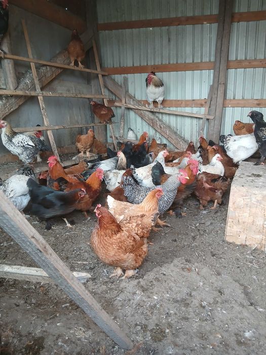 Vând găini de curte