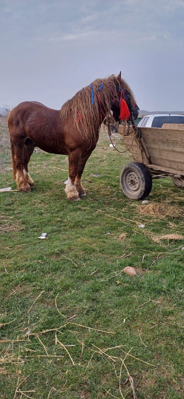 Armăsar de vânzare