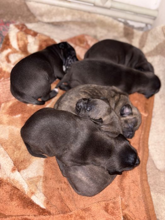 Бронь щенков питбуля