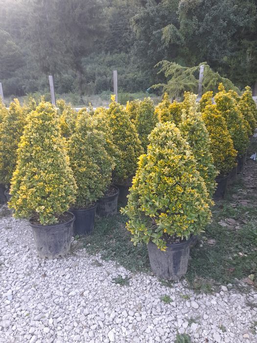 Tuia,mesteacăn,tei,arțar,