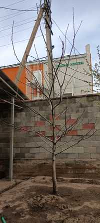 Молодое дерево орех. Высота 4.5 метра