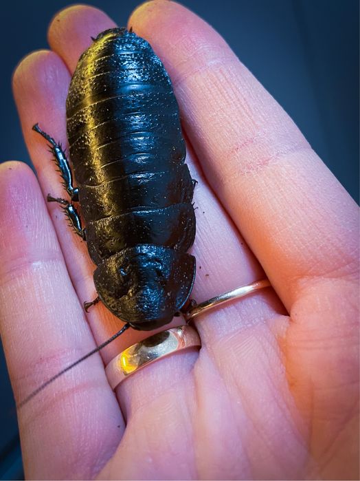 Таракан Мадагаскарский