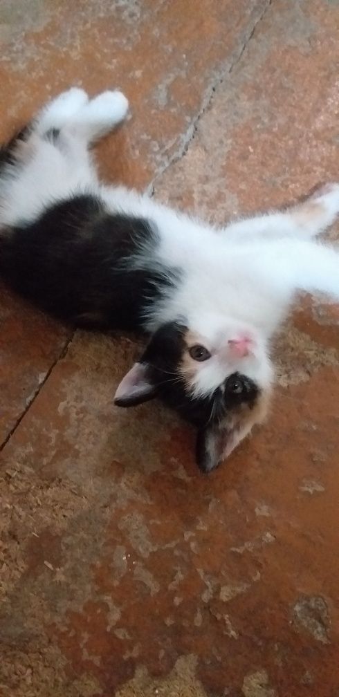 Отдам даром бесплатно котят