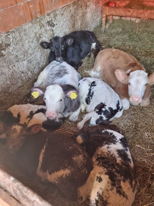 De vazare viţei femele si mascul