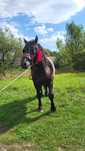 Vând cai semigrei/friesian