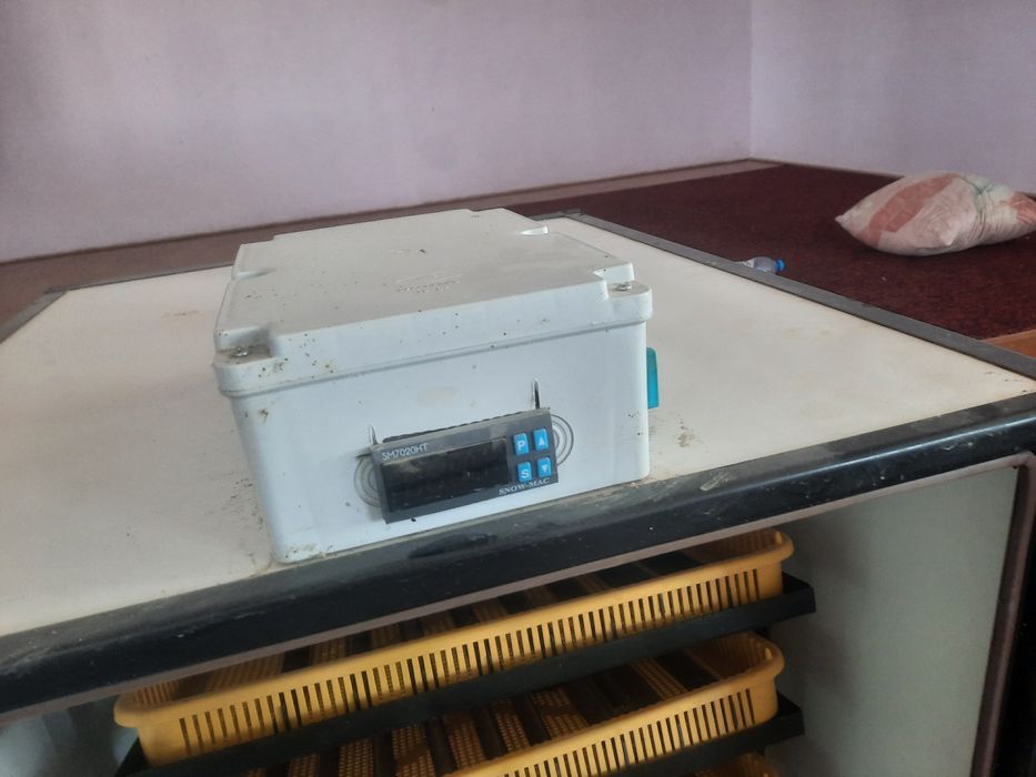 Инкубатор 500+ та тухум кетади. INKUBATOR