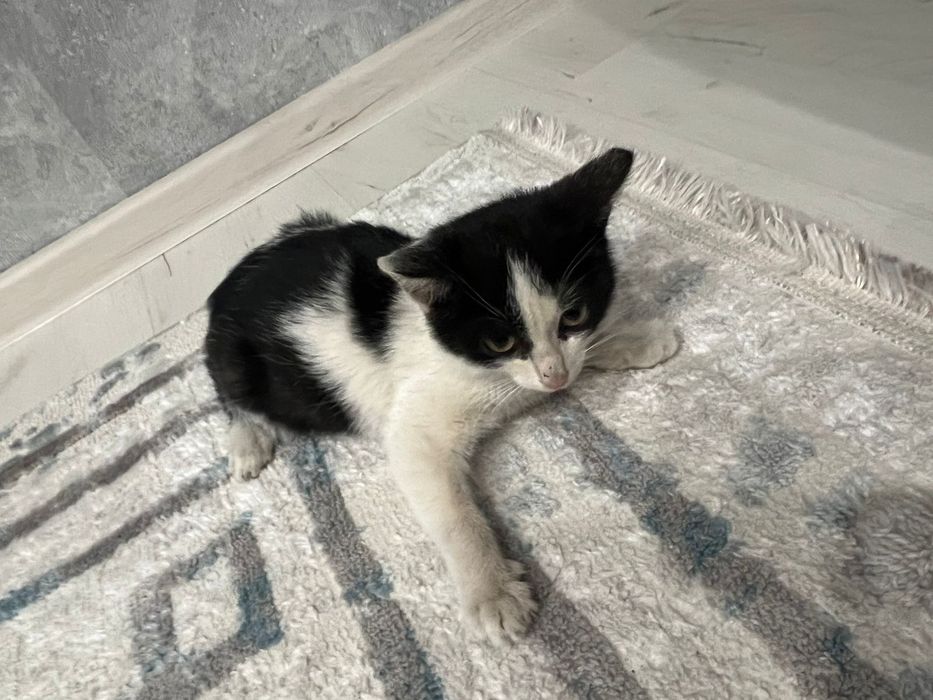 Ищем дом для котёнка