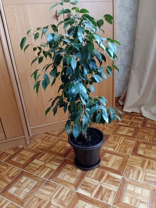 Продам цветы комнатные
