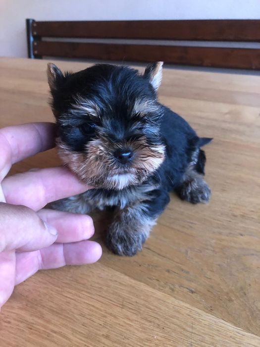 Yorkshire Terrier Toy de rasa pura cu vaccin și deparazitați și carnet