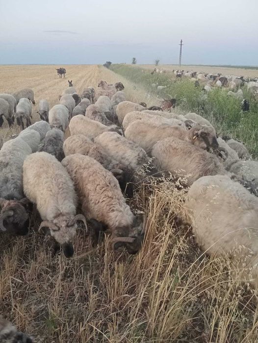 Oi de vanzare,Vînatori Mehedinți