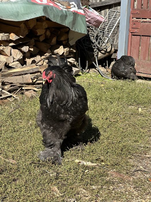 Disponibili cocosi brahma negru si boobat