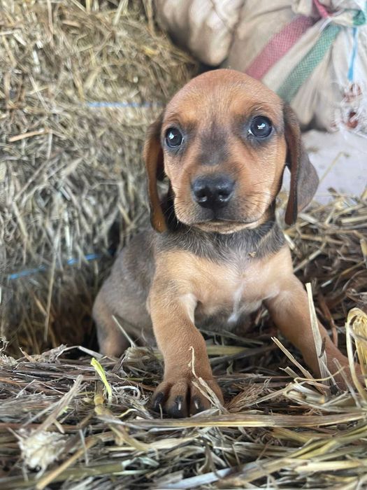Cățeluș teckel/dachshund