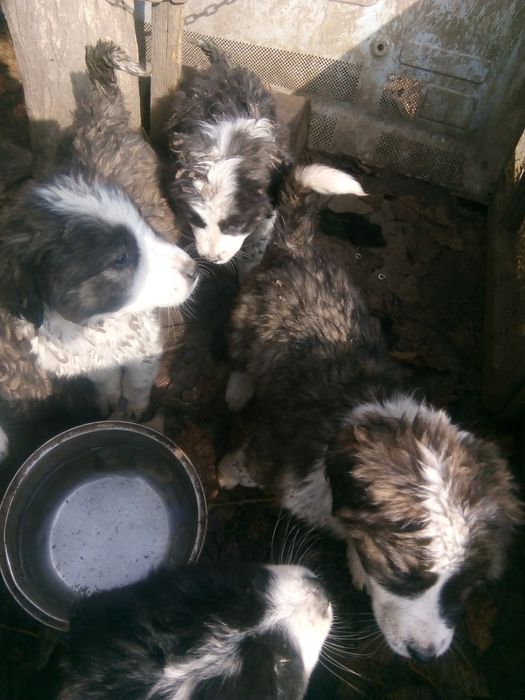 Подарявам кученца каракачанки , на месец и половина.