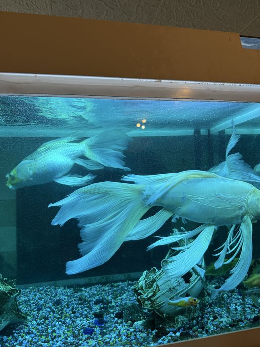 Pesti de vanzare  3 buc 25 cm