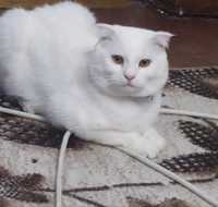 Вязка, британский кот, Барс