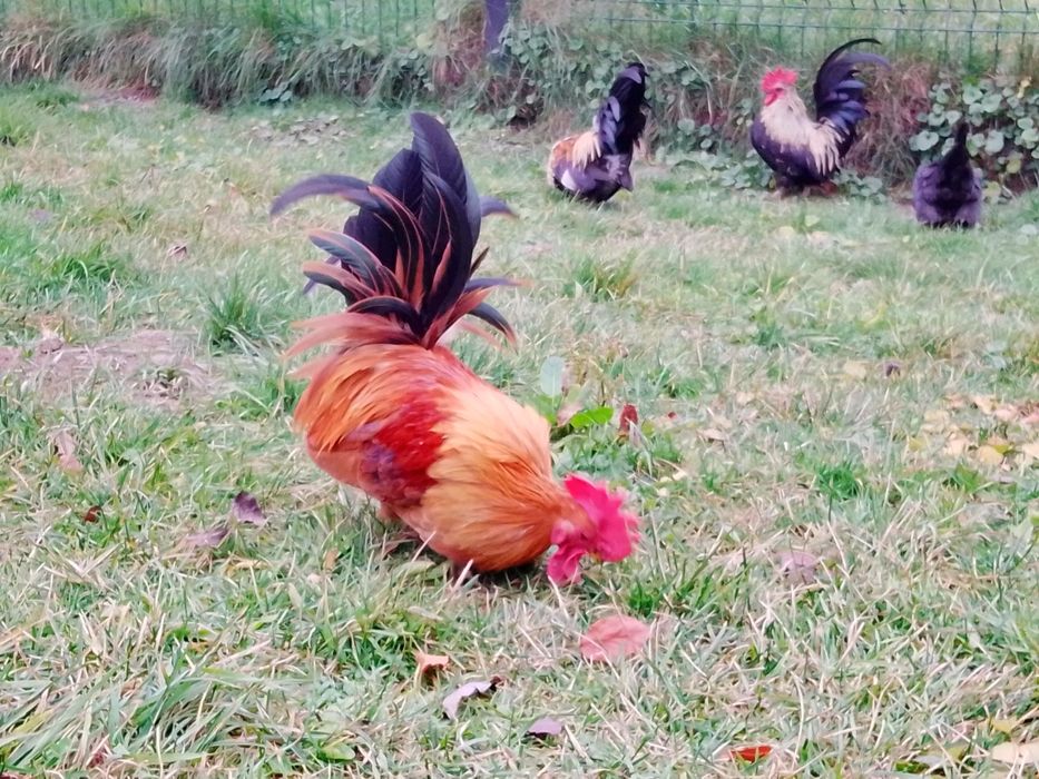 Cocoș Chabo de rasa